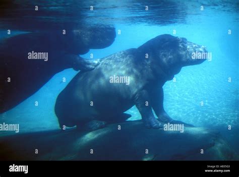 Hippopotamus Nile Hippo Stock Photo - Alamy