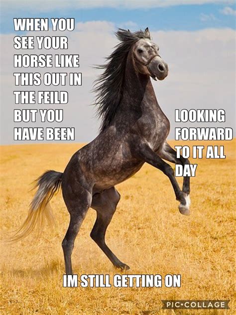 Horse Puns, Horse Quotes Funny, Inspirational Horse Quotes, Horse ...