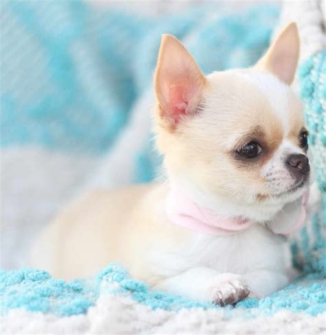 Chihuahua Rescue Southern California | PETSIDI