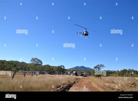 MUSTERING CATTLE BY HELICOPTER Stock Photo - Alamy