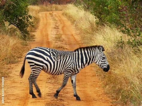 Zebra with spots and stripes | Unusual animals, Melanistic animals, Zebras