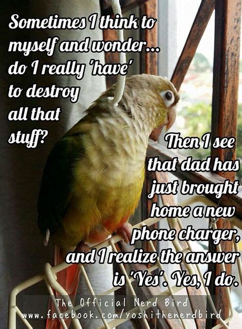 310 Funny Bird Pictures ideas | funny birds, bird pictures, funny bird pictures