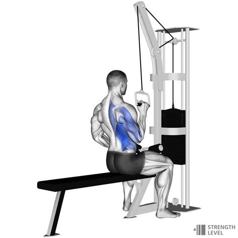 One Arm Lat Pulldown Standards for Men and Women (lb) - Strength Level