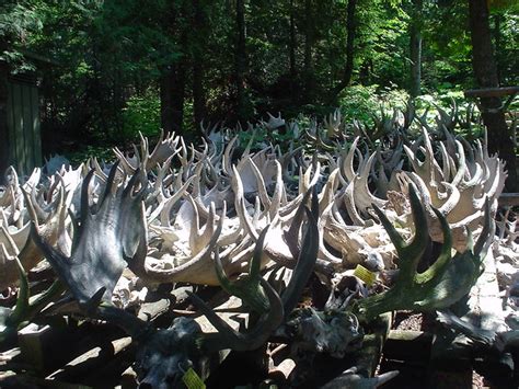 Isle Royale largest Moose Antlers Collection in the World | Flickr - Photo Sharing!