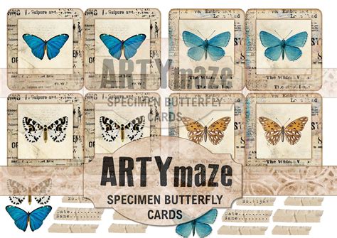 SPECIMEN BUTTERFLY CARDS - Etsy