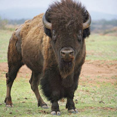 Angry Bison Face | www.pixshark.com North American Wildlife, American ...