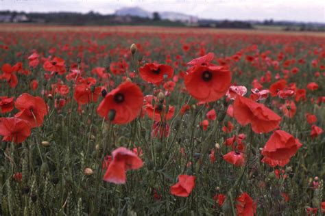 cool Red Poppies In High Resolution | Red poppies, Poppies, Poppy flower