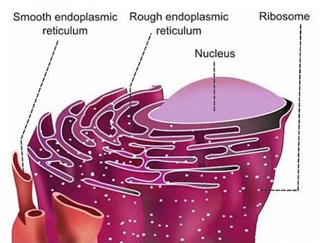 Rough Endoplasmic Reticulum Function