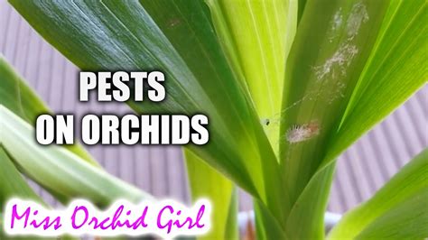 Signs of pests on Orchids - YouTube