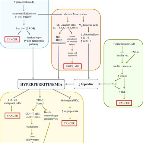 Gaucher disease type 1. Extensive infiltration with iron-stained... | Download Scientific Diagram