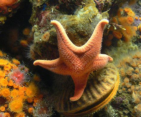 Free Images : sea, fish, fauna, starfish, coral reef, invertebrate, aquarium, organism ...