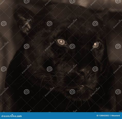 A melanistic black jaguar stock photo. Image of grass - 138842002