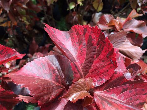 Acalypha wilkesiana - Wikipedia Margarita, Trees To Plant, Plant Leaves, Coppery, Evergreen ...