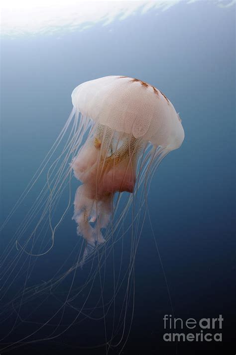 Sea Nettle Jellyfish In Atlantic Ocean Photograph by Karen Doody - Pixels