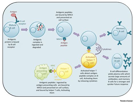 Autoantibodies: Opportunities for Early Cancer Detection: Trends in Cancer