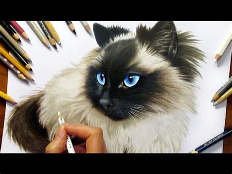 Ragdoll Drawing at PaintingValley.com | Explore collection of Ragdoll ...