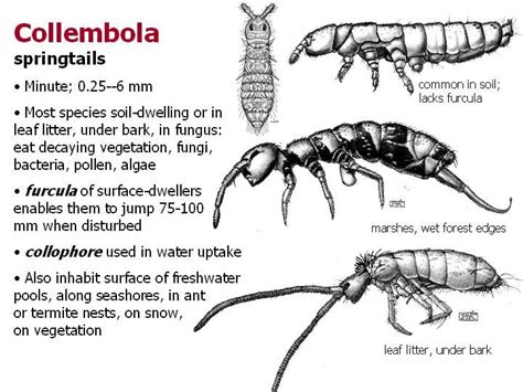 Collembola: springtails Aquatic Insects, Web Design Packages, Food Web ...