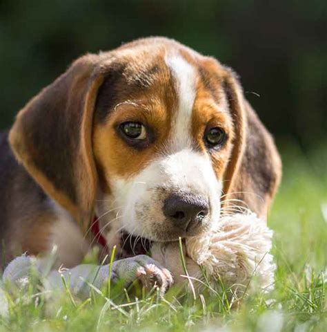 45+ Beagle Puppy Care Tips - l2sanpiero