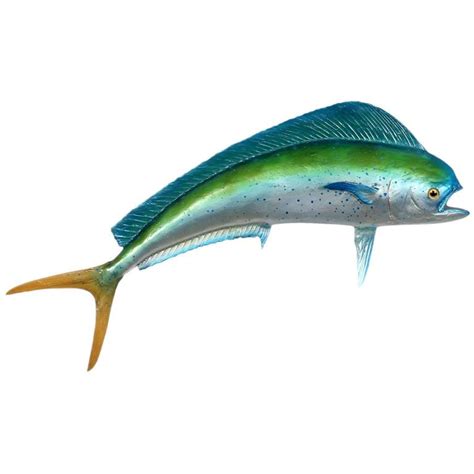 Large Skin Mount Maui Maui or Dolphin Fish For Sale at 1stdibs