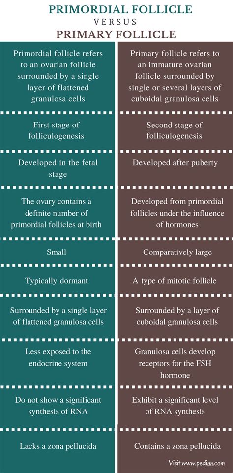 Difference Between Primordial Follicle and Primary Follicle | Definition, Development, Anatomy