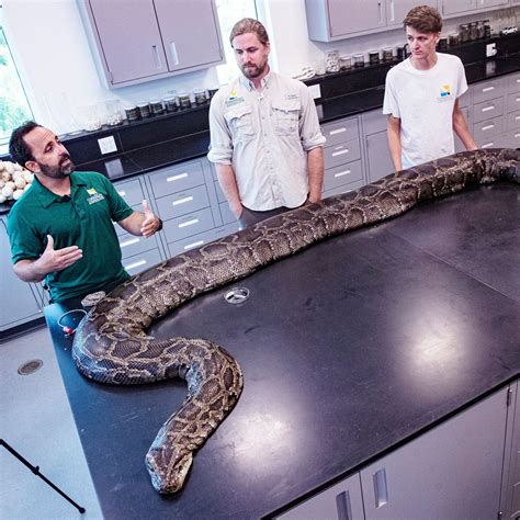 How Big Is A Burmese Python?