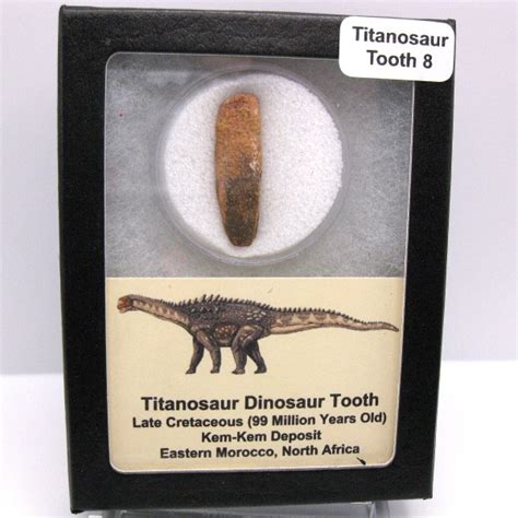 Titanosaur Teeth for sale