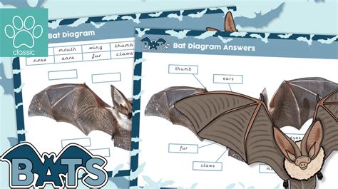 Teacher's Pet » Label a Bat Activity