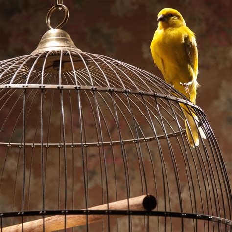 Know the Risks Before You DIY a Bird Cage