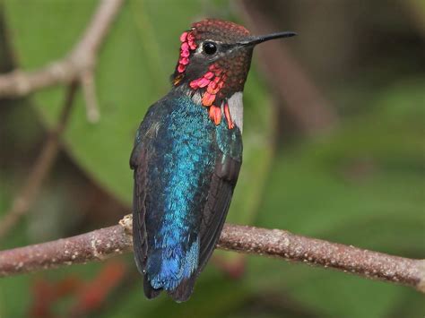 Colibrí Zunzuncito - eBird