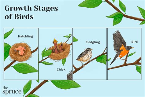 Stages of a Baby Bird - Growth and Maturity