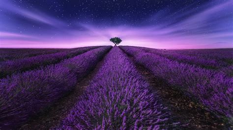 Beautiful Lavender Flowers Field Under Purple Starry Sky During Nighttime HD Nature Wallpapers ...