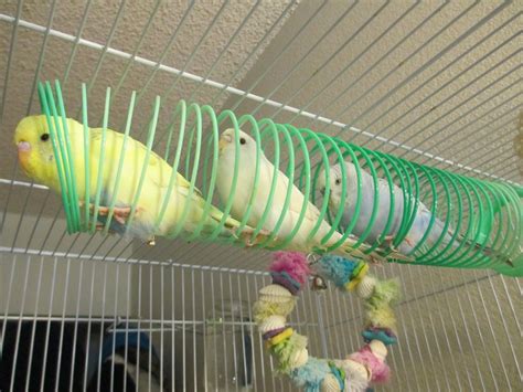 As 25 melhores ideias de Budgie toys no Pinterest | Brinquedos para pássaros, Periquito e Periquitos