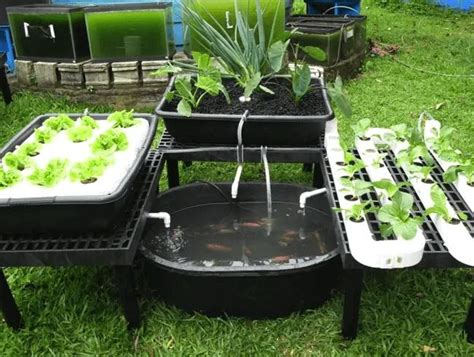 How To Build A Cheap DIY Backyard Aquaponics System! 4 | Backyard ...