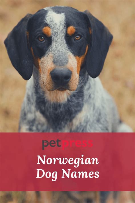 Top 100 Most Popular Male And Female Norwegian Dog Names