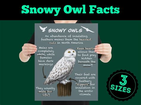 White Snowy Owls Educational Poster Fun Wildlife Facts for | Etsy