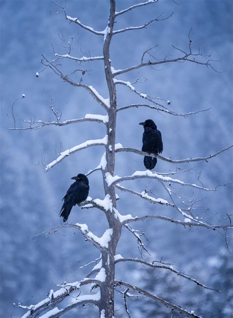 Winter wildlife photography from the backyard and beyond - Photography ...