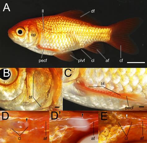 Adult stage. A–E: Lateral views of the whole body (A), operculum (B),... | Download Scientific ...