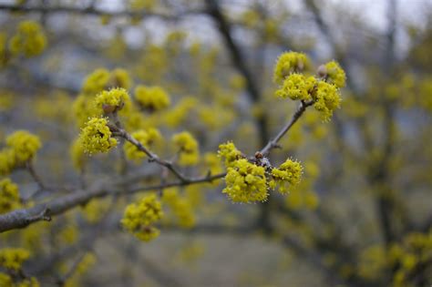 The DuBrule Diaries: Cornus mas in bloom in Durham!