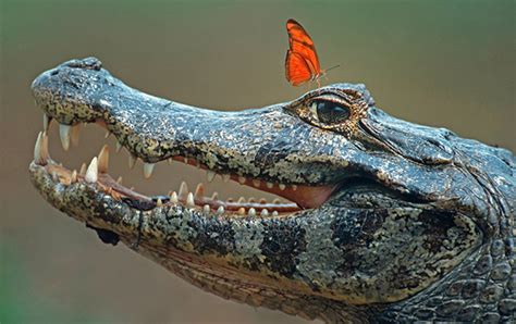 ScienceShot: Butterflies Sip Crocodile Tears | Science | AAAS