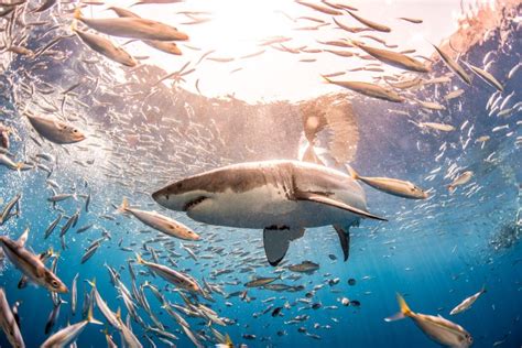 Fall Equinox Triggers Great White Shark Migration South