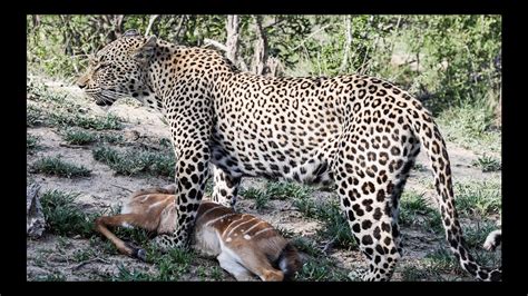 LEOPARD Kills and Drags Prey to CUBS - YouTube