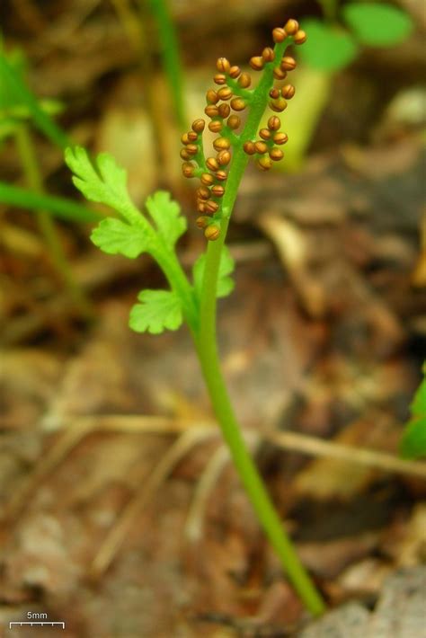 Moonwort | Botrychium matricariifolium? 20100518.21 Great Sm… | Flickr