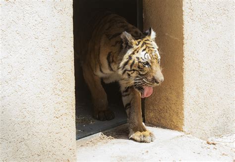 Tigers from Illegal Breeding Farm Settle in at New Home in Jordan ...