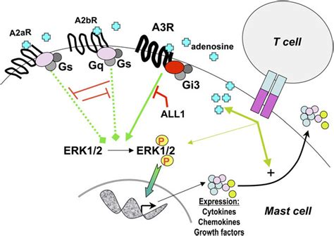 A model depicting the signaling pathways associated with... | Download ...