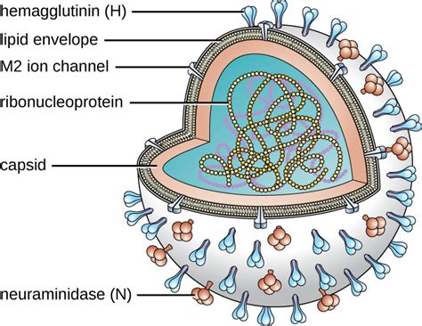 Viral Infections of the Respiratory Tract | Microbiology