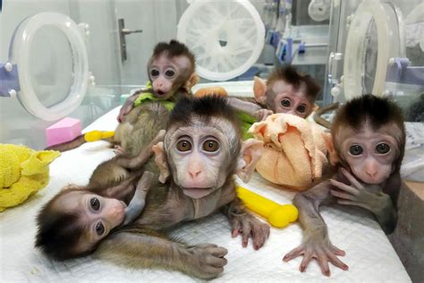 Chinese scientists added human brain genes to monkeys - Vox