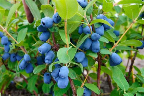 Pin by Pete Widin on Garden | Berry plants, Plants, Starter plants