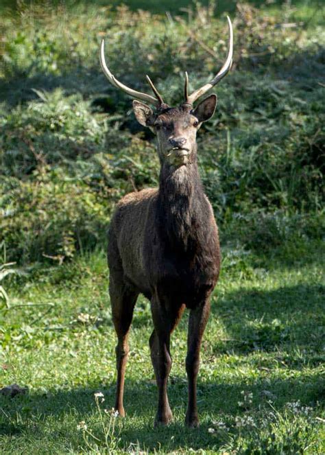 African Deer Guide: Meet the Barbary Stag (Africa's Only Deer) | Storyteller Travel