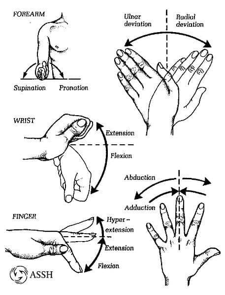 Rotation Anatomy Hand