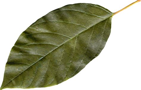 bay leaf png 20 free Cliparts | Download images on Clipground 2024